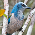 Florida Scrub-Jay